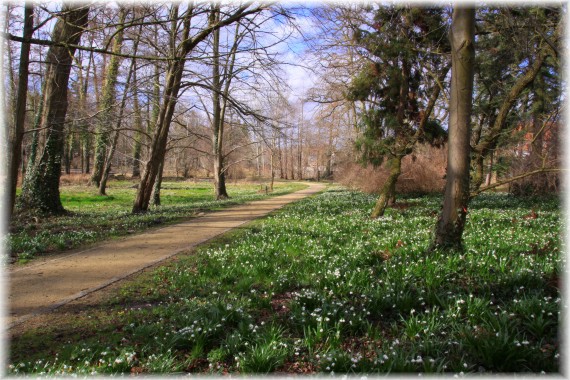 Śnieżyca wiosenna (Leucojum vernum)