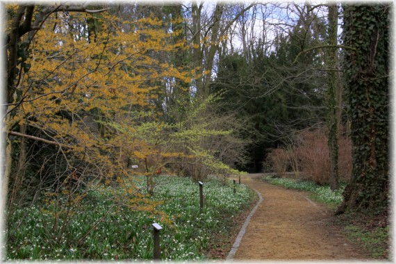 Oczary (Hamamelis sp.) i śnieżyce (Leucojum vernum)