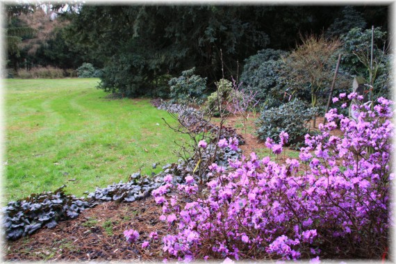 Różanecznik wczesny (Rhododendron 'Praecox')