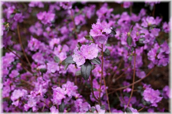 Różanecznik wczesny (Rhododendron 'Praecox')