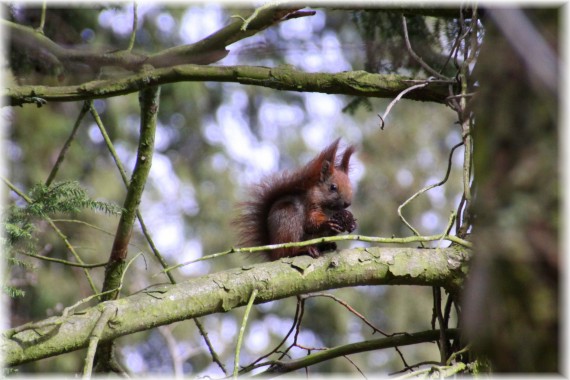 Wiewiórka pospolita (Sciurus vulgaris)