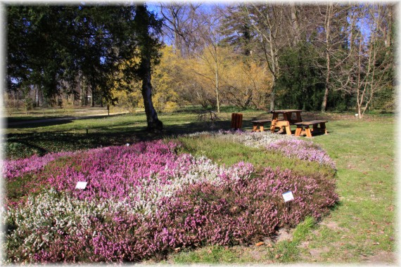 Wrzośce (Erica sp.)