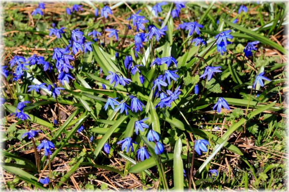 Cebulica syberyjska (Scilla siberica)