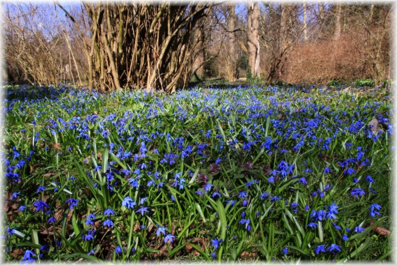 Cebulica syberyjska (Scilla siberica)