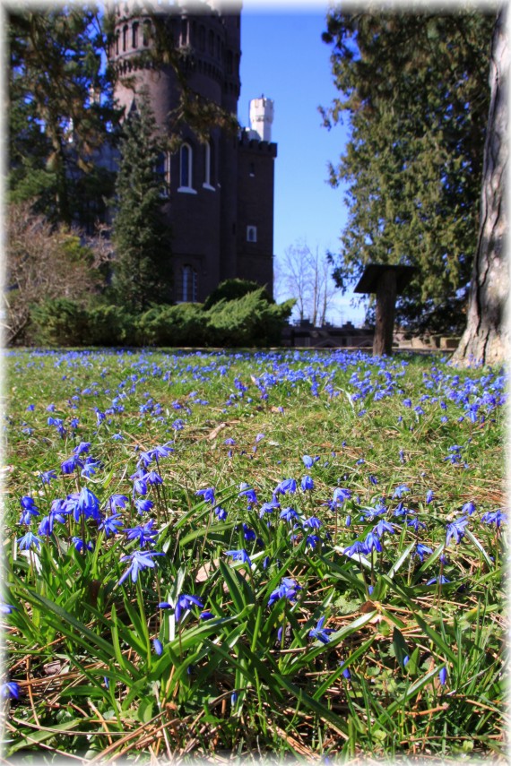 Cebulica syberyjska (Scilla siberica)