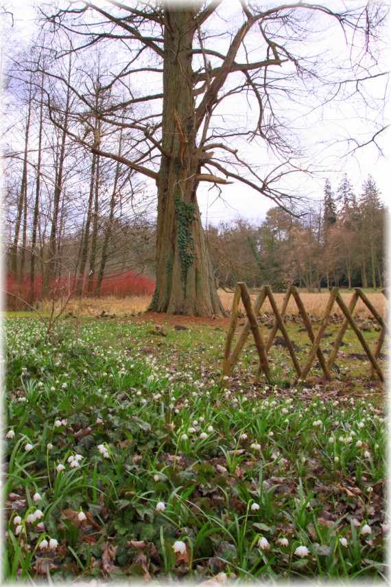 Śnieżyca wiosenna (Leucojum vernum) i cypryśnik błotny (Taxodium distichum)