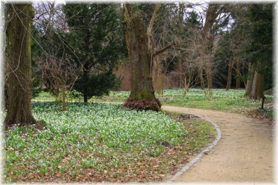 Śnieżyca wiosenna (Leucojum vernum)