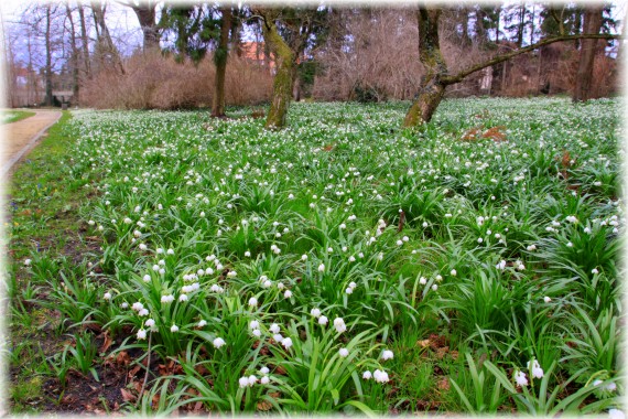 Śnieżyca wiosenna (Leucojum vernum)