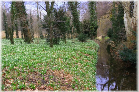 Śnieżyca wiosenna (Leucojum vernum)