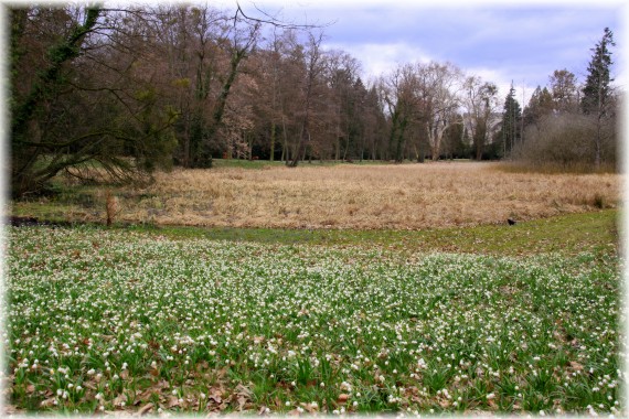 Śnieżyca wiosenna (Leucojum vernum)