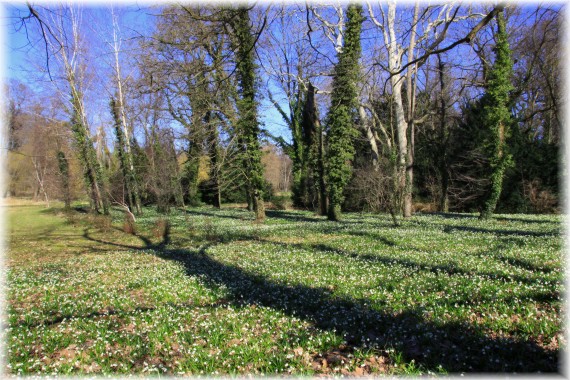 Śnieżyca wiosenna (Leucojum vernum)