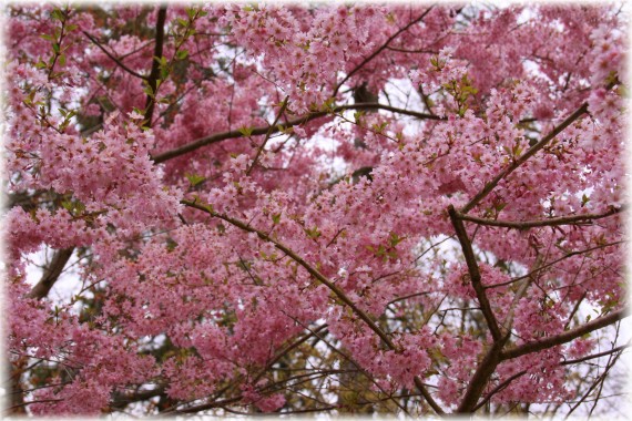 Wiśnia różowa (Prunus ×subhirtella) 'Fukubana'