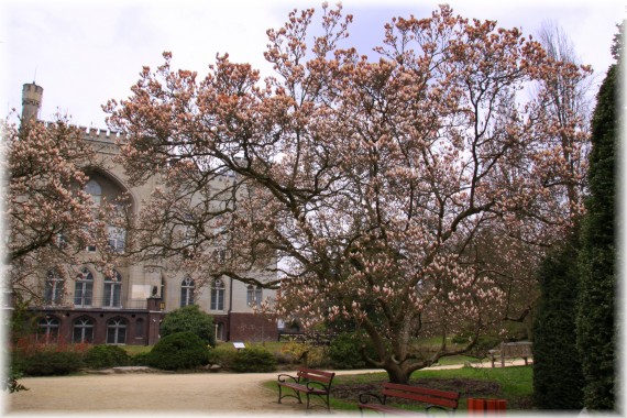 Magnolia pośrednia (Magnolia ×soulangeana)