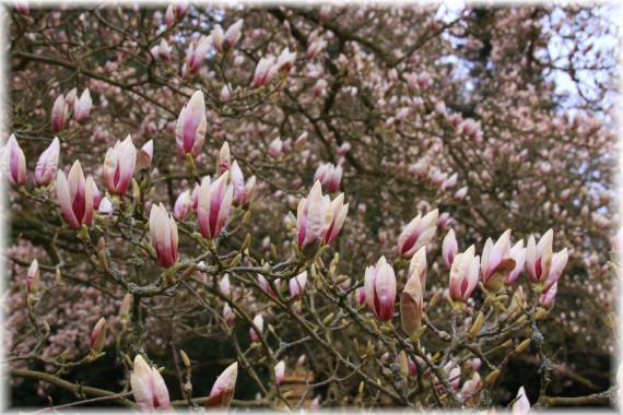 Magnolia pośrednia (Magnolia ×soulangeana)