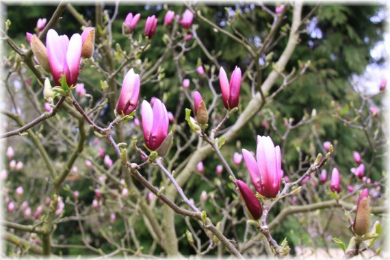 Magnolia 'Judy'