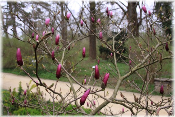 Magnolia 'Randy'