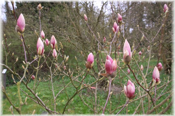 Magnolia 'Picture'