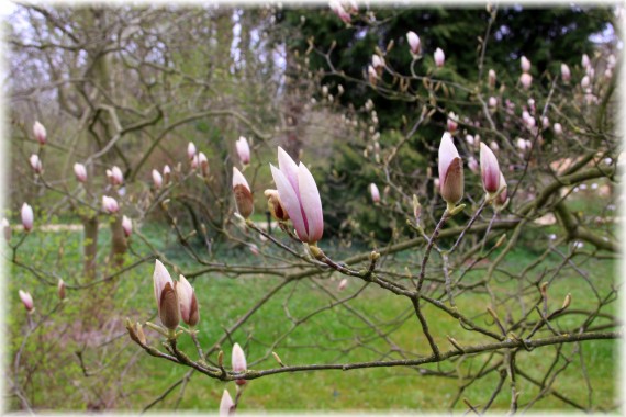 Magnolia pośrednia (Magnolia ×soulangeana) 'Alexandrina'