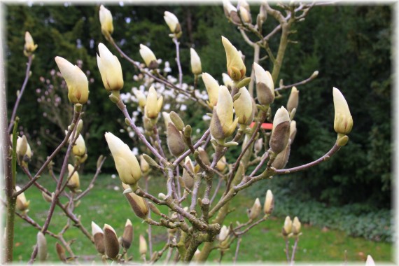 Magnolia pośrednia (Magnolia ×soulangeana) 'Lennei Alba'