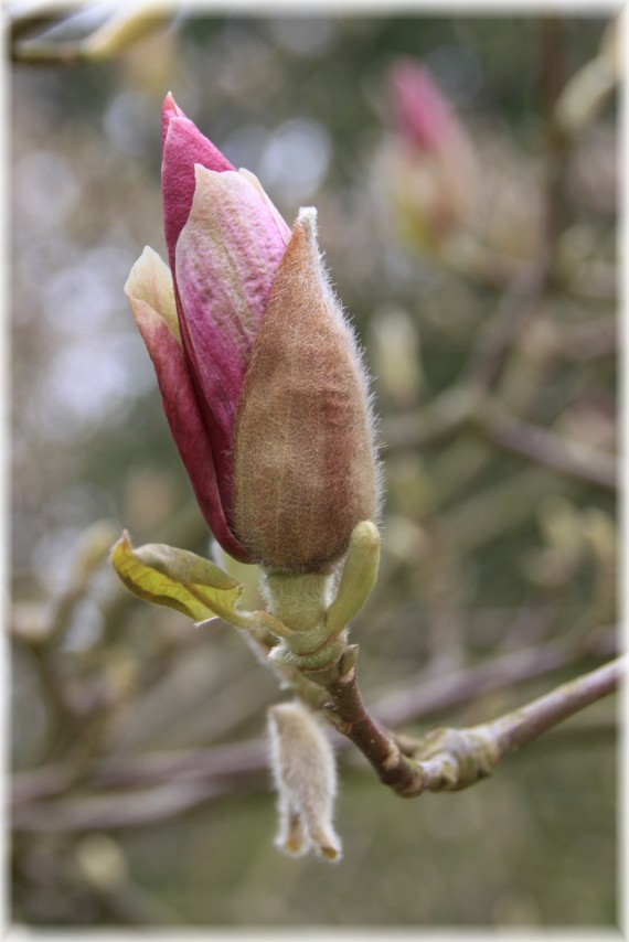 Magnolia pośrednia (Magnolia ×soulangeana) 'Rustica Rubra'