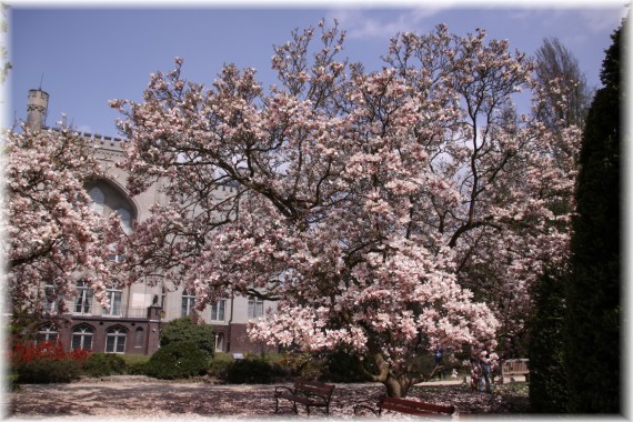 Magnolia pośrednia (Magnolia ×soulangeana)