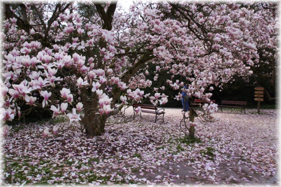 Magnolia pośrednia (Magnolia ×soulangeana)