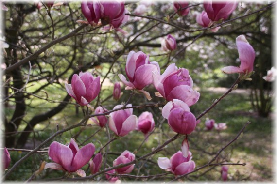 Magnolia pośrednia (Magnolia ×soulangeana) 'Rustica Rubra'