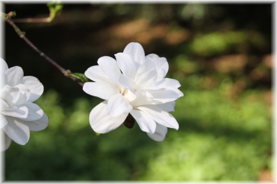 Magnolia Loebnera (Magnolia ×loebneri) 'Mag's Pirouette'