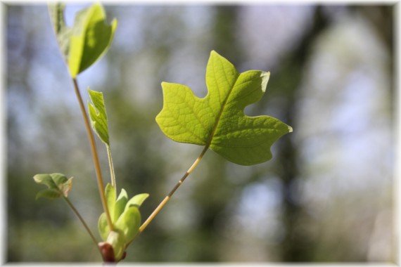 Tulipanowiec amerykański (Liriodendron tulipifera)