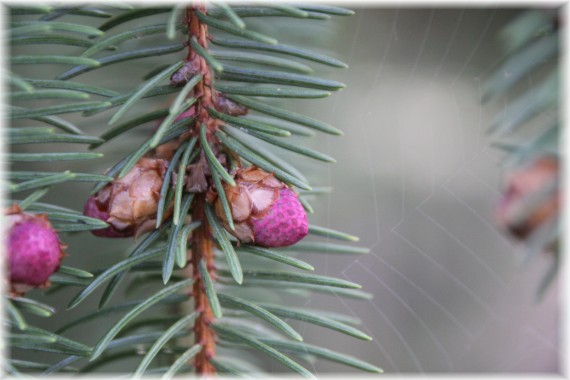 Świerk pospolity (Picea abies)