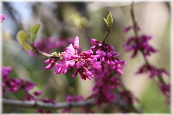 Judaszowiec chiński (Cercis chinensis)