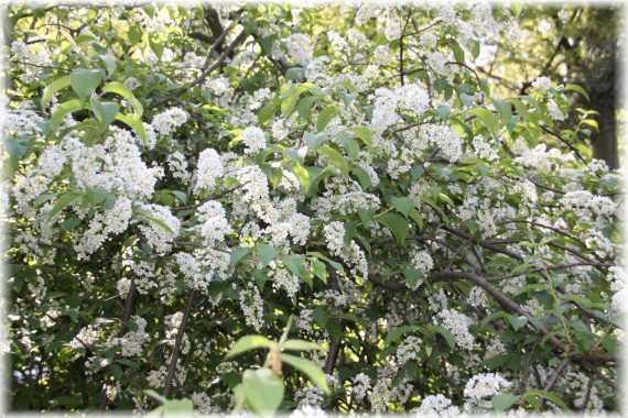 Czeremcha zwyczajna (Prunus padus)