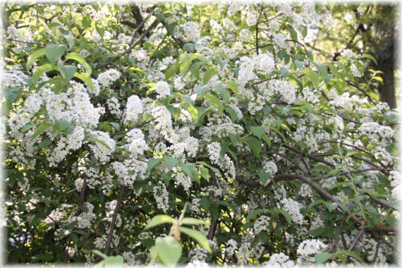 Czeremcha zwyczajna (Prunus padus)