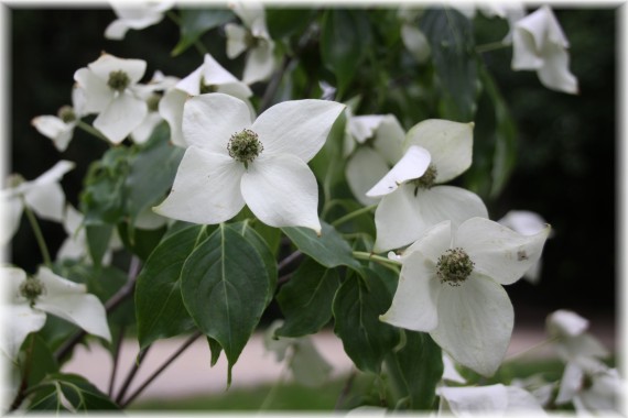 Dereń kousa (Cornus kousa) 'China Girl'