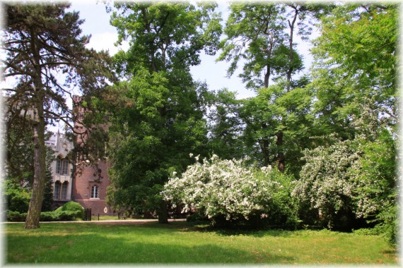 Jaśminowce (Philadelphus sp.)