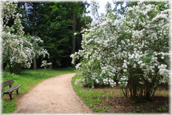 Jaśminowce (Philadelphus sp.)