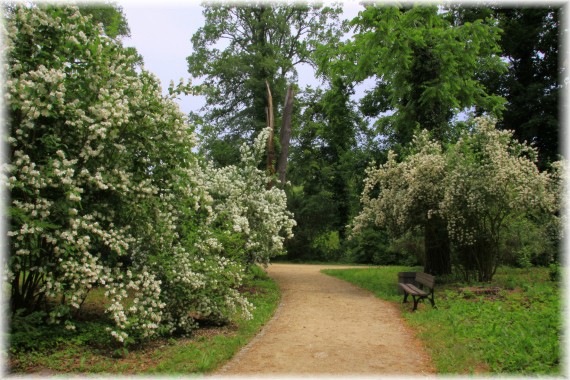 Jaśminowce (Philadelphus sp.)