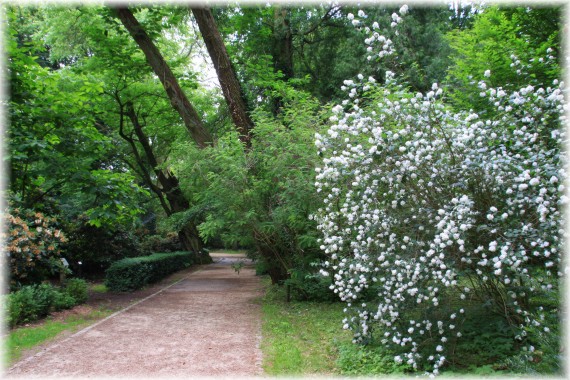 Jaśminowce (Philadelphus sp.)