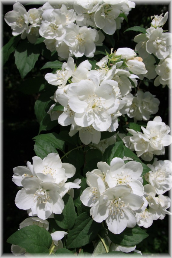 Jaśminowiec (Philadelphus) 'Virginal'