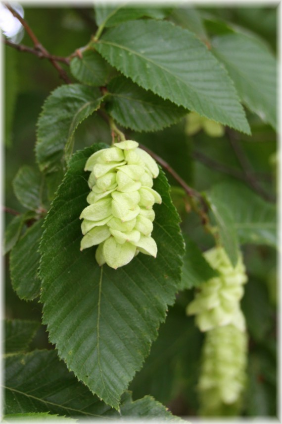 Chmielograb europejski (Ostrya carpinifolia)