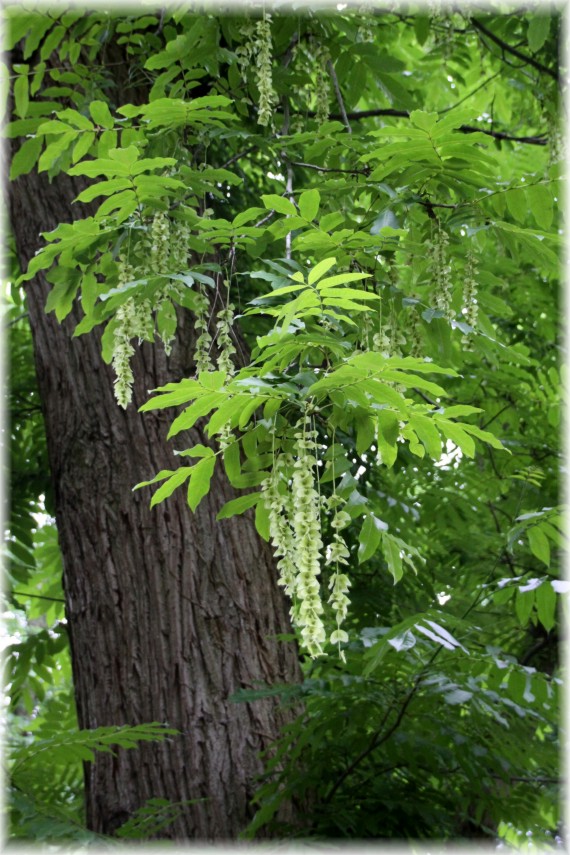 Skrzydłorzech kaukaski (Pterocarya fraxinifolia)