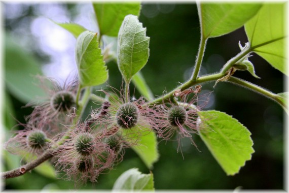 Morwa papierowa (Broussonetia papyrifera) kwiaty żeńskie