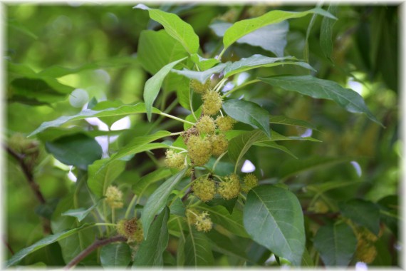 Żółtnica pomarańczowa (Maclura pomifera) kwiaty męskie