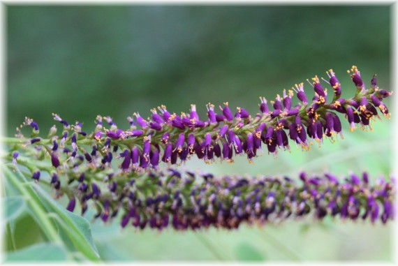 Amorfa krzewiasta (Amorpha fruticosa)