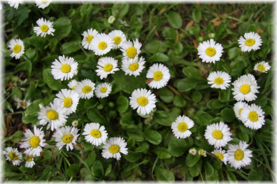 Stokrotka pospolita (Bellis perennis)