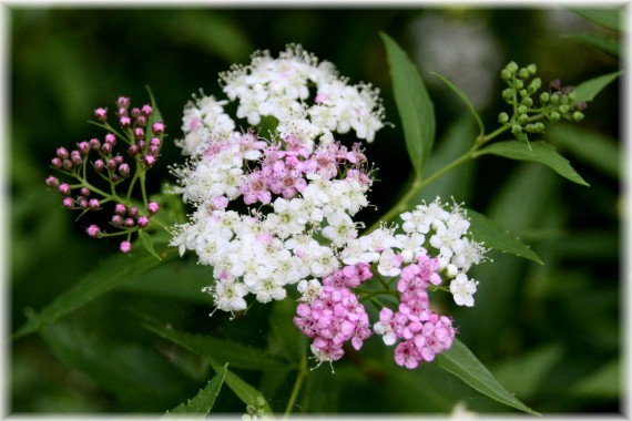 Tawuła japońska (Spiraea japonica) 'Genpei'