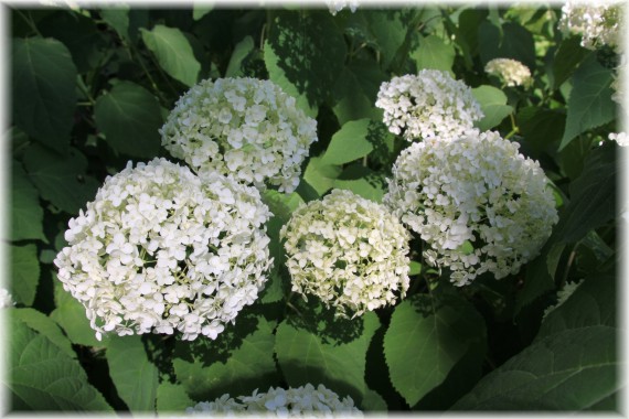 Hortensja krzewiasta (Hydrangea arborescens) 'Annabelle'