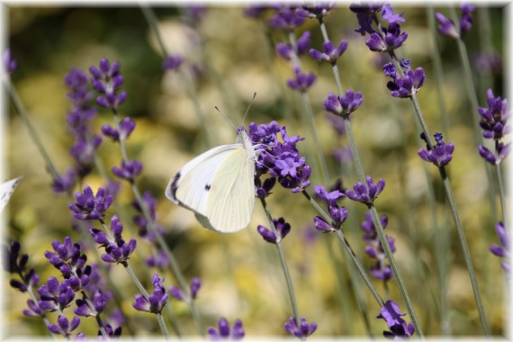 Lawenda wąskolistna (Lavandula angustifolia)