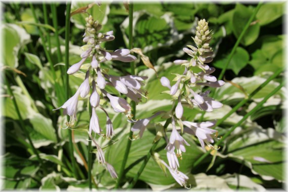 Funkia (Hosta sp.)