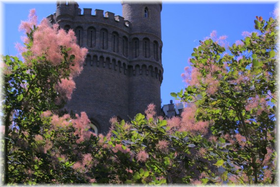 Perukowiec podolski (Cotinus coggygria) 'Royal Purple'